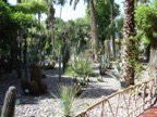 View of the cacti in the Majorel garden