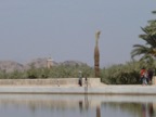 View from the Menara gardens. Normally you have the Atlas mountains there, but the weather didn't permit that