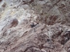 Vultures can be seen as well. These were eating a sealion pup