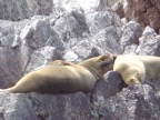 A sea lion's life can be so sweet