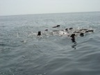 A flock of sea lions following the boat