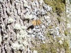 The monarch butterfly