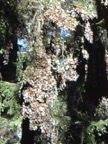 Close-up of one of the trees, full of monarch butterflies