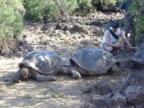 Big buggers, those tortoises