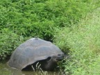 Tortoise with bird