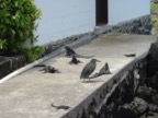 Loads of iguanas and birds there