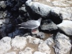 Galapagos Pigeon with offspring