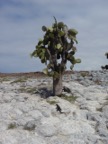 Each Iguana owns one cactus, altough you see 3 here