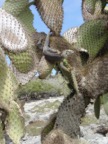 Iguanas feed on the cactus