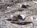 Blue footed booby with eggs