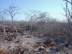 The trees are all white and without leaves, against the heat