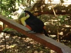 Tucan in the local bird park