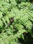 Hummingbird, about as big as your thumb