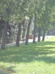 A face in the crowd in the Boboli Gardens