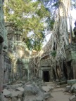 Another tree in Ta Prohm