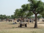 Camel fair near Bikaner