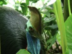 The cassowary is a flightless, emu-like bird only found in Australia and Papua-New Guinea