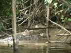 A crocodile in the Daintree river. This picture was taken with a large zoom lens