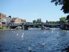 Swans on the Thames