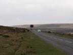 Dartmoor ponies