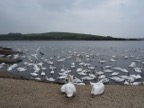 Abbotsbury swannery